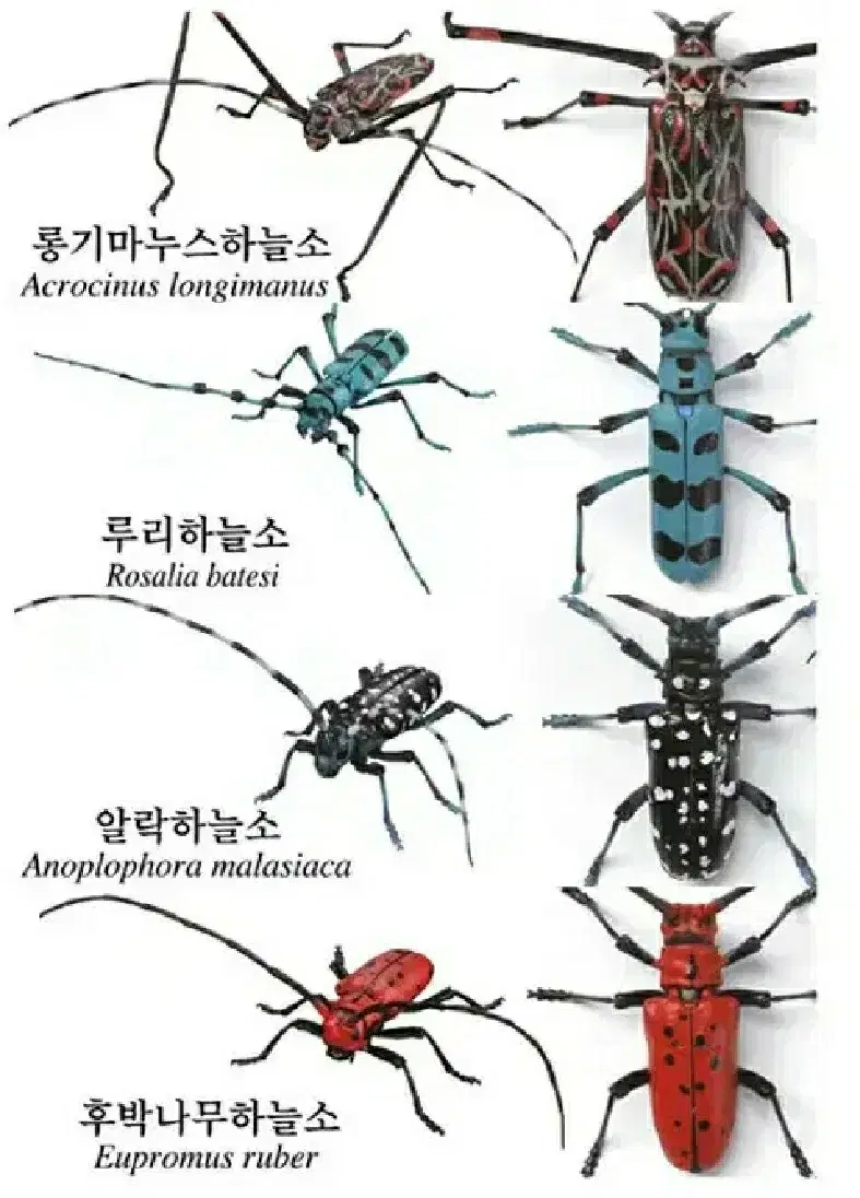 캡슐토이 가챠 생물대도감 어드밴스 하늘소 곤충 파충류 피규어 프라모델